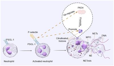 The role of P-selectin/PSGL-1 in regulating NETs as a novel mechanism in cerebral ischemic injury